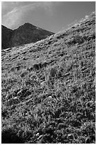 Berry plants in red autumn foliage and peak. Great Sand Dunes National Park and Preserve ( black and white)