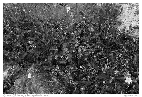 Close-up of alpine plants in autumn. Great Sand Dunes National Park and Preserve (black and white)