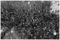 Close-up of alpine plants in autumn. Great Sand Dunes National Park and Preserve ( black and white)