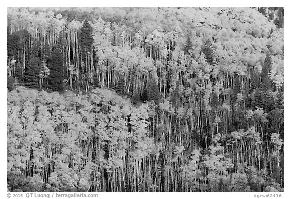 Golden aspen groves on slope. Great Sand Dunes National Park and Preserve (black and white)