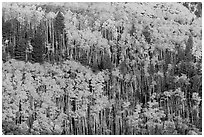 Golden aspen groves on slope. Great Sand Dunes National Park and Preserve ( black and white)