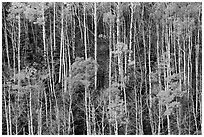 Hillside with trunks of aspen in autum. Great Sand Dunes National Park and Preserve ( black and white)