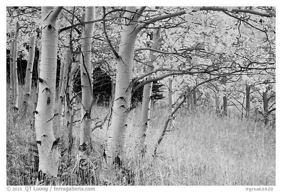 Aspen trees at edge of prairie in autumn. Great Sand Dunes National Park and Preserve (black and white)