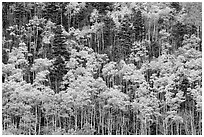 Hillside with aspen recently turned yellow. Great Sand Dunes National Park and Preserve ( black and white)