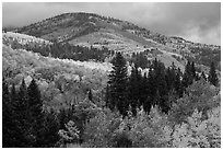 Hill blow Mt Herard covered with trees in colorful autumn foliage. Great Sand Dunes National Park and Preserve ( black and white)