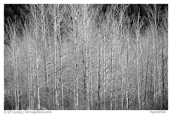 Bare trees. Grand Teton National Park, Wyoming, USA.