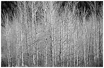 Bare trees. Grand Teton National Park, Wyoming, USA. (black and white)