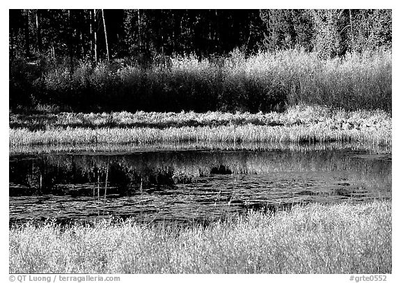 Pond with fall colors. Grand Teton National Park, Wyoming, USA.