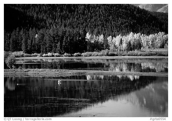 Fall foliage and reflections of Mt Moran in Oxbow bend. Grand Teton National Park (black and white)
