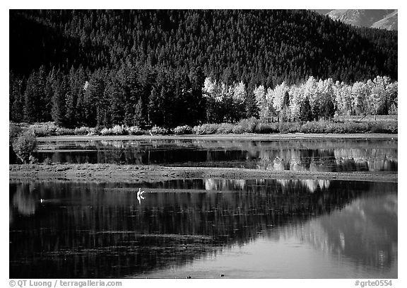 Fall foliage and reflexions of Mt Moran in Oxbow bend. Grand Teton National Park, Wyoming, USA.