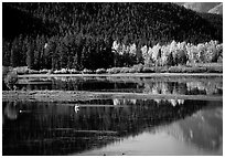 Fall foliage and reflections of Mt Moran in Oxbow bend. Grand Teton National Park ( black and white)