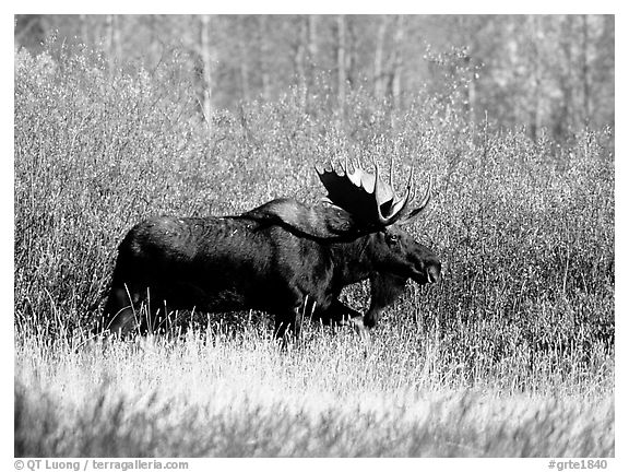 Bull moose in autumn. Grand Teton National Park, Wyoming, USA.