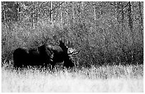 Bull moose out of forest in autumn. Grand Teton National Park, Wyoming, USA. (black and white)