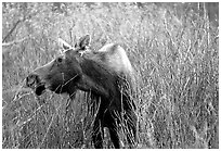 Cow moose browsing on plants. Grand Teton National Park, Wyoming, USA. (black and white)