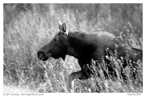 Cow moose running. Grand Teton National Park (black and white)