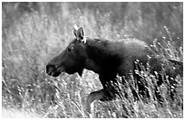 Cow moose running. Grand Teton National Park, Wyoming, USA. (black and white)