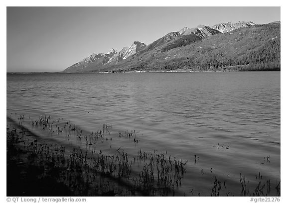 Reeds, Jackson Lake, and distant Teton Range, early morning. Grand Teton National Park, Wyoming, USA.