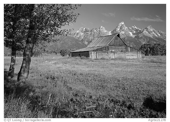 Trees, pasture and Old Barn on Mormon row, morning. Grand Teton National Park, Wyoming, USA.