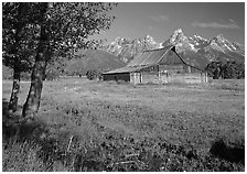 Trees, pasture and Old Barn on Mormon row, morning. Grand Teton National Park ( black and white)