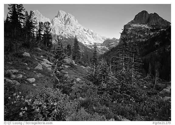 Meadow, wildflowers, and peaks at sunset. Grand Teton National Park (black and white)