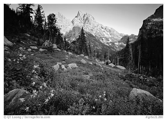 Columbine and Grand Teton at sunset. Grand Teton National Park, Wyoming, USA.