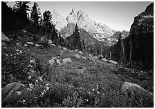 Columbine and Grand Teton at sunset. Grand Teton National Park, Wyoming, USA. (black and white)