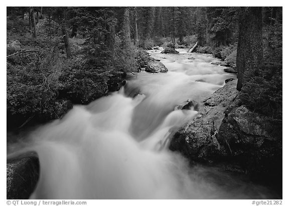 Cascade Creek and dark forest. Grand Teton National Park, Wyoming, USA.