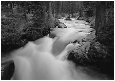 Cascade Creek and dark forest. Grand Teton National Park, Wyoming, USA. (black and white)
