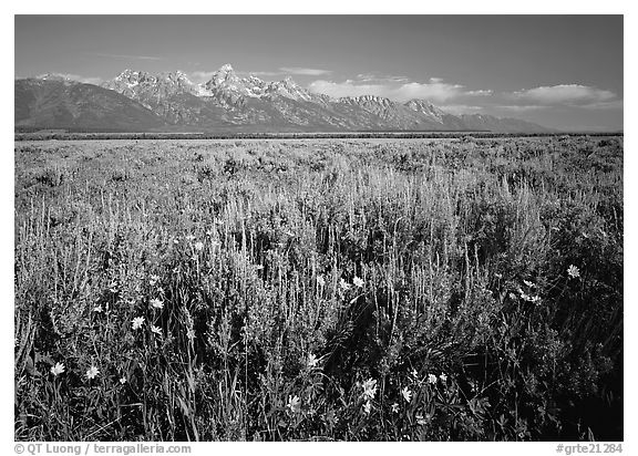 Flats with Arrowleaf balsam root and Teton range, morning. Grand Teton National Park (black and white)