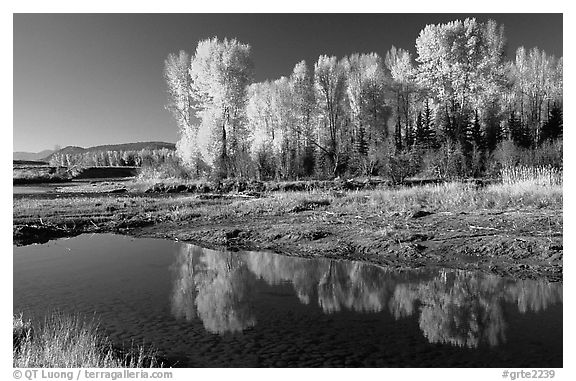 Aspen with autumn foliage, reflected in the Snake River. Grand Teton National Park, Wyoming, USA.