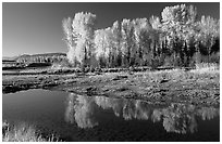 Aspen with autumn foliage, reflected in the Snake River. Grand Teton National Park, Wyoming, USA. (black and white)