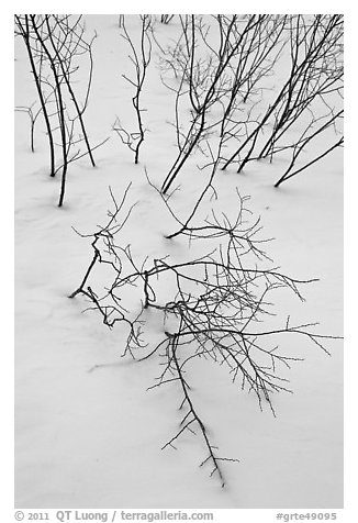 Bare shrub branches and snow. Grand Teton National Park, Wyoming, USA.