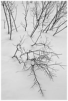 Bare shrub branches and snow. Grand Teton National Park ( black and white)