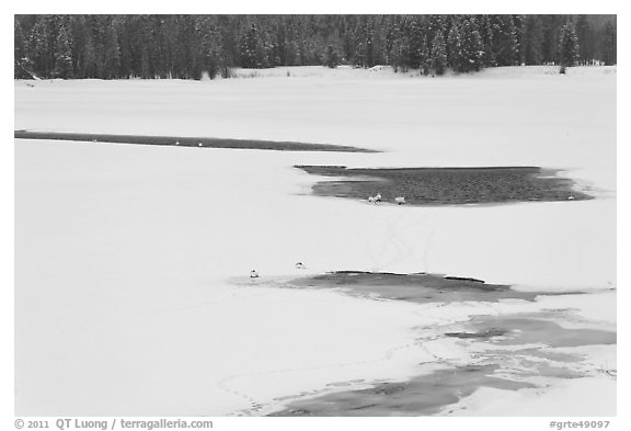 Frozen Oxbow Bend with trumpeters swans. Grand Teton National Park, Wyoming, USA.