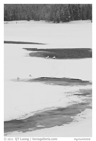 Trumpeter swans in partly thawed river. Grand Teton National Park, Wyoming, USA.