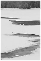 Trumpeter swans in partly thawed river. Grand Teton National Park, Wyoming, USA. (black and white)