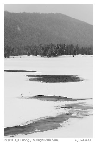 Winter landscape with  trumpeters swans. Grand Teton National Park, Wyoming, USA.