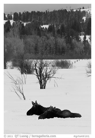 Sleepy moose in winter. Grand Teton National Park (black and white)