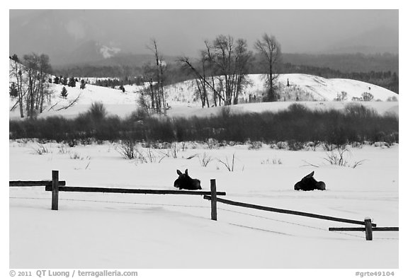 Fence and moose in winter. Grand Teton National Park (black and white)