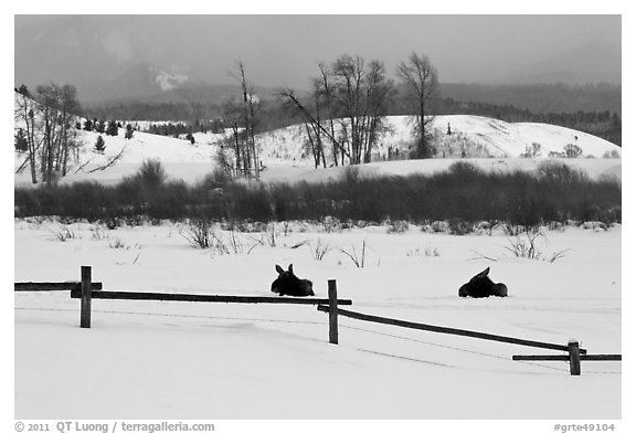 Fence and moose in winter. Grand Teton National Park, Wyoming, USA.