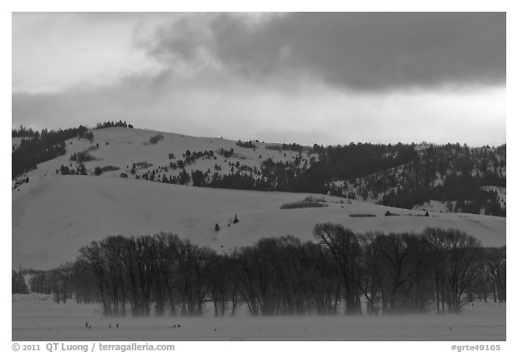 Cottonwoods and hills, winter sunrise. Grand Teton National Park (black and white)