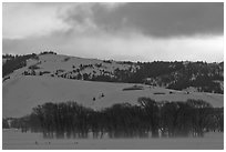 Cottonwoods and hills, winter sunrise. Grand Teton National Park ( black and white)