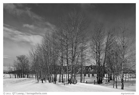 Bare cottonwoods and Moulton homestead. Grand Teton National Park (black and white)