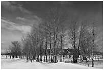 Bare cottonwoods and Moulton homestead. Grand Teton National Park, Wyoming, USA. (black and white)
