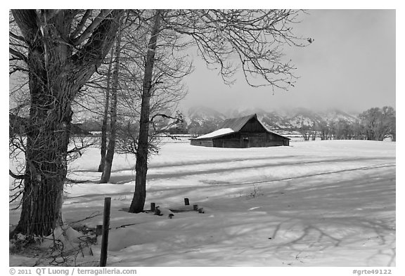 Cottonwoods and Moulton barn in winter. Grand Teton National Park, Wyoming, USA.