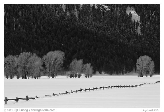 Long fence, cottonwoods, and hills in winter. Grand Teton National Park, Wyoming, USA.