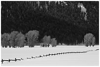Long fence, cottonwoods, and hills in winter. Grand Teton National Park, Wyoming, USA. (black and white)