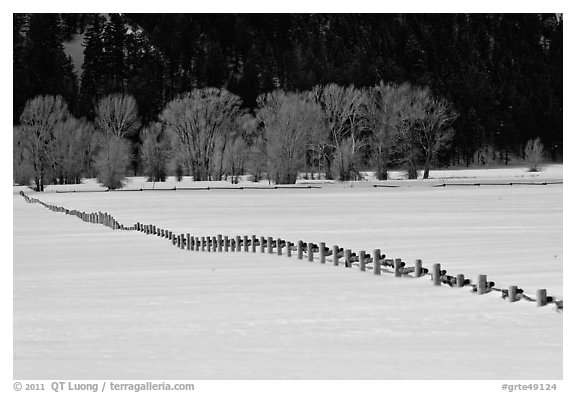 Homestead fence, bare cottonwoods, and snowy pastures. Grand Teton National Park (black and white)