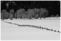 Homestead fence, bare cottonwoods, and snowy pastures. Grand Teton National Park, Wyoming, USA. (black and white)