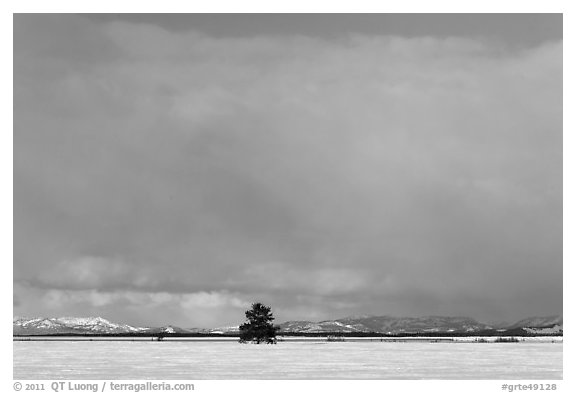 Lone tree and distant mountains in winter. Grand Teton National Park, Wyoming, USA.